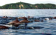 Dolphin at Khai Island